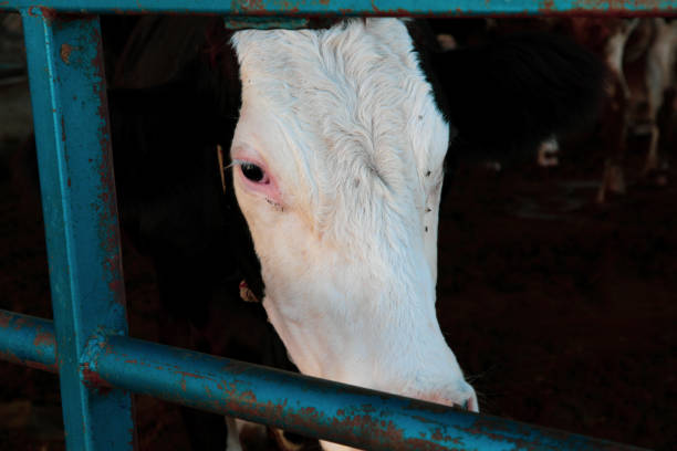 istock cows in livestock farm 1280016685