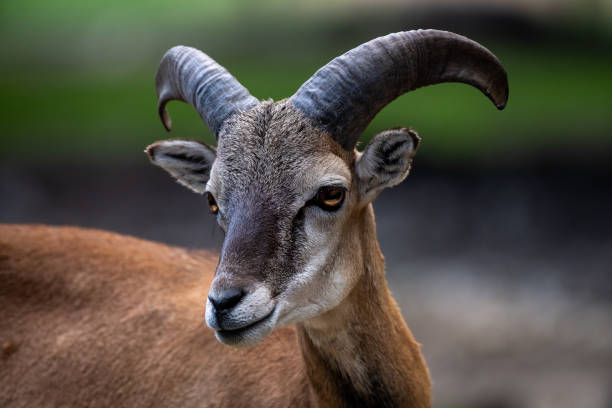 istock A brown horned goat head on blurry natural background (high resolution image) 1280017262