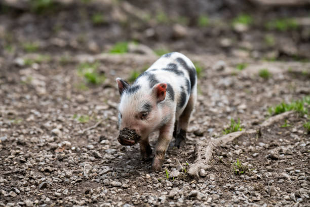 istock Cute newborn pig/piglet with a muddy nose (concept of biological, animal health, friendship , love of nature, vegan and vegetarian lifestyle and respect for nature) 1280017351