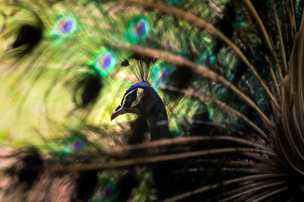 The image was made in a Bavarian Forest near Munich, Germany.