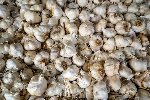 White dry garlic pile texture. Pile of white garlic heads