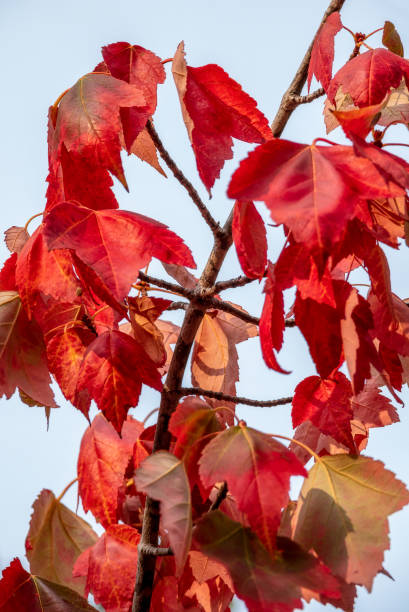 istock Red autumn leaves in the garden 1280021268