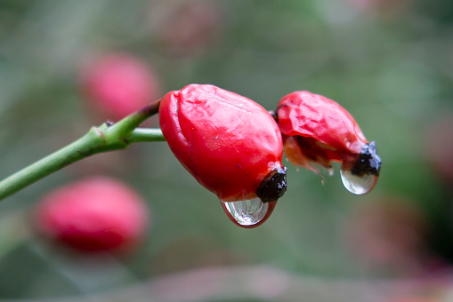 Rose Hips with Raindrops