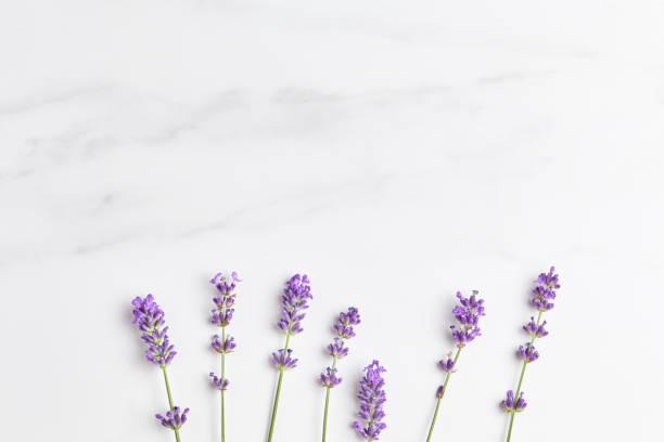 istock beautiful minimalistic floral concept. lavender flowers on a marble surface. simple flat lay, space for text 1280022410