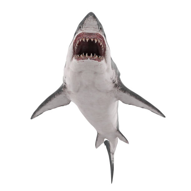 Great White Shark Isolated Great White Shark isolated on white background. 3D render animal teeth stock pictures, royalty-free photos & images