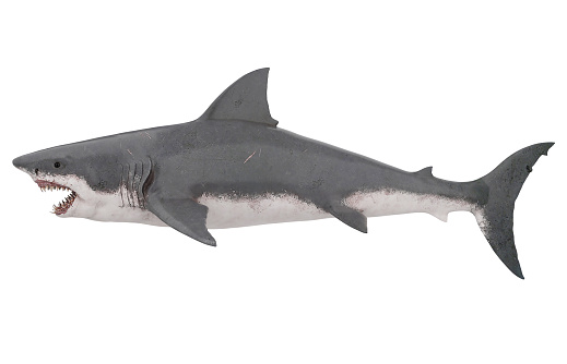 Great White Shark isolated on white background. 3D render