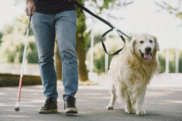 istock Blind man with guide dog in a summer city 1280023052