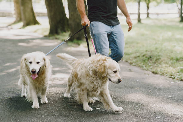 istock Blind man with guide dog in a summer city 1280023162
