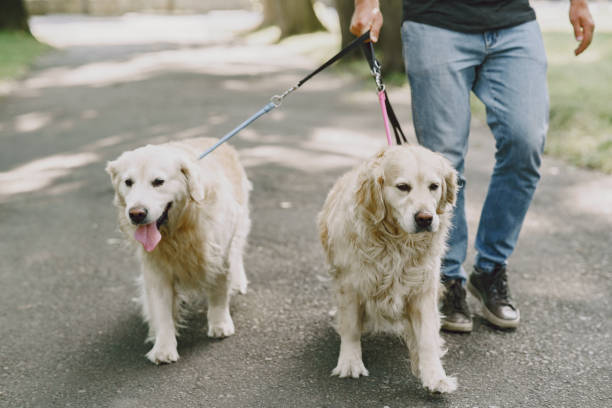 istock Blind man with guide dog in a summer city 1280023175