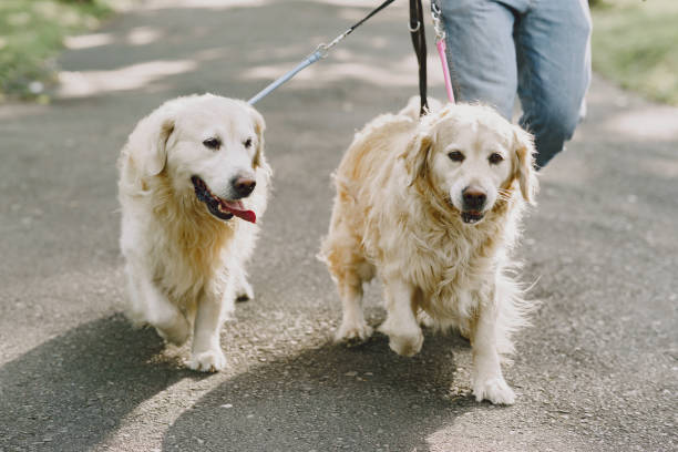 istock Blind man with guide dog in a summer city 1280023192
