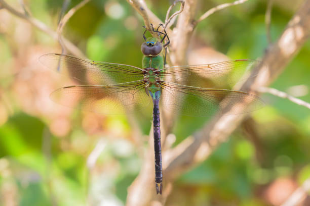 Common Green Darner Dragonfly In The Shadows