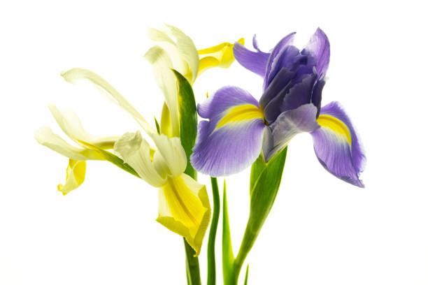 Various colorful irises isolated on a white background