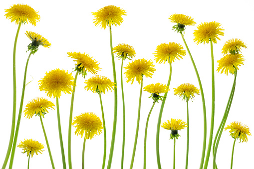 Close-up of three yellow dandelions with a blurred green background.