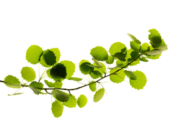 istock Green small leaves on the white background 1280024902
