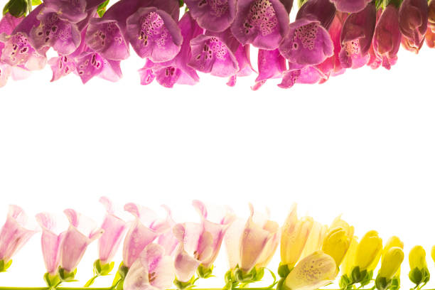 Purple foxglove flowers isolated on white background