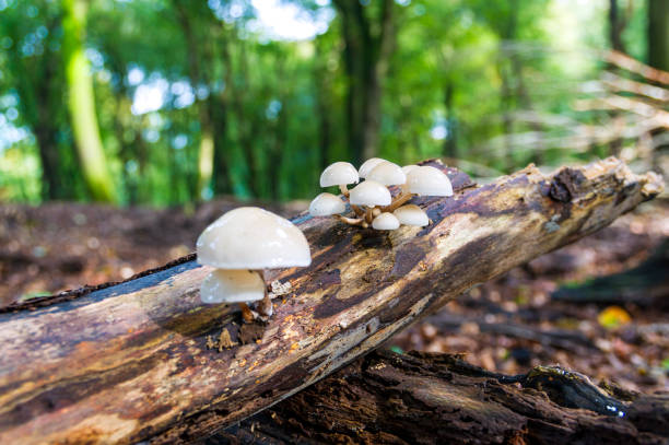 istock Porcelein fungus (Oudemansiella Mucida) on a dead branch 1280025638