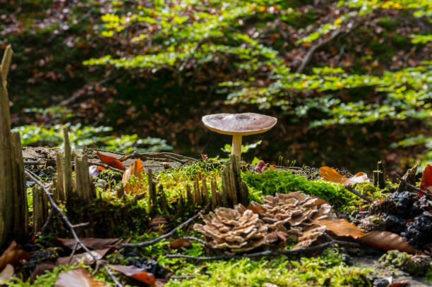 istock Autumn scene in the forest 1280025639