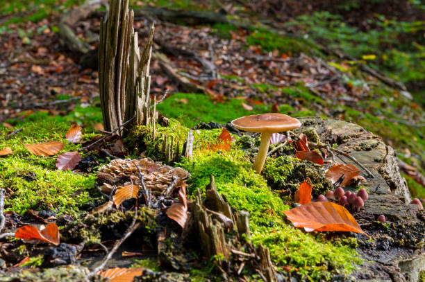 Autumn has arrived, Veluwe, Netherlands