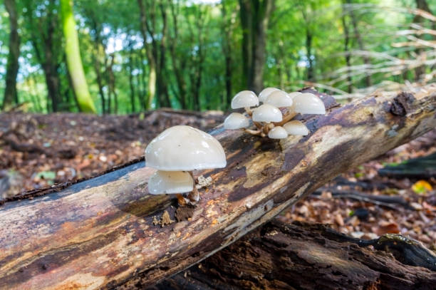 istock Porcelein fungus (Oudemansiella Mucida) on a dead branch 1280025672