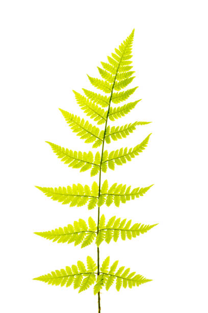 istock flowers and fern on a white background 1280025685