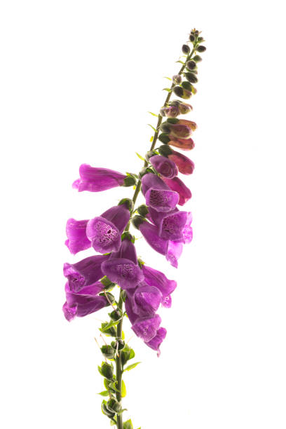 purple foxglove flowers isolated on white background - campanula white flower single flower imagens e fotografias de stock