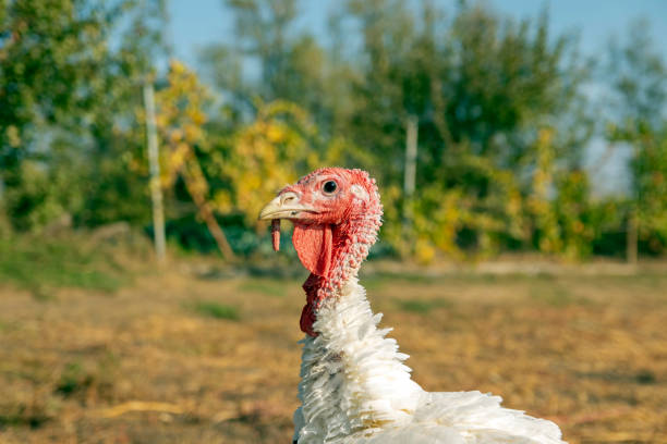 istock large homemade white turkey. Turkey on the pasture. 1280025881