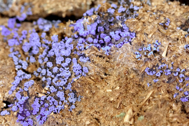 Purple fungus on rotting oat grains