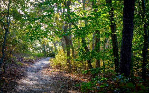 istock Tranquil dirt road in the autumn forest on Cape Cod in October 1280027663