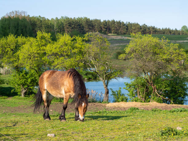 istock Horse in the field 1280028523
