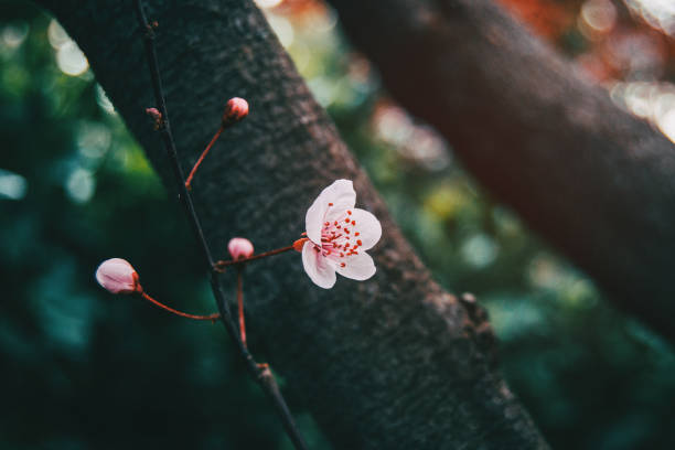 close-up of small light pink flowers - transperancy imagens e fotografias de stock