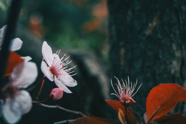 close-up of small light pink flowers - transperancy imagens e fotografias de stock