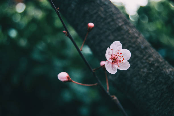 close-up of small light pink flowers - transperancy imagens e fotografias de stock