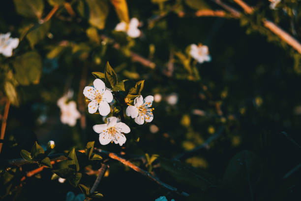istock White flowers on the branch 1280028876