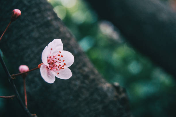 close-up of small light pink flowers - transperancy imagens e fotografias de stock