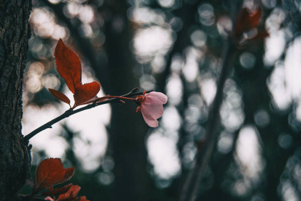 close-up of small light pink flowers - transperancy imagens e fotografias de stock