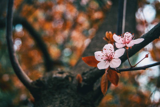 close-up of small light pink flowers - transperancy imagens e fotografias de stock