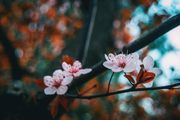 close-up of small light pink flowers - transperancy imagens e fotografias de stock