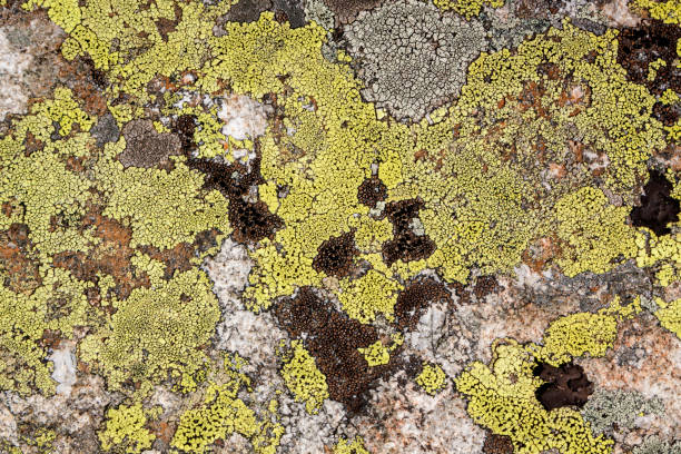 istock Abstract background, stone and moss texture. Yellow and gray color isolated background 1280029027