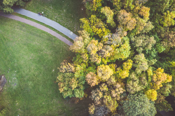 istock Autumn park and green lawn top down aerial view 1280029189