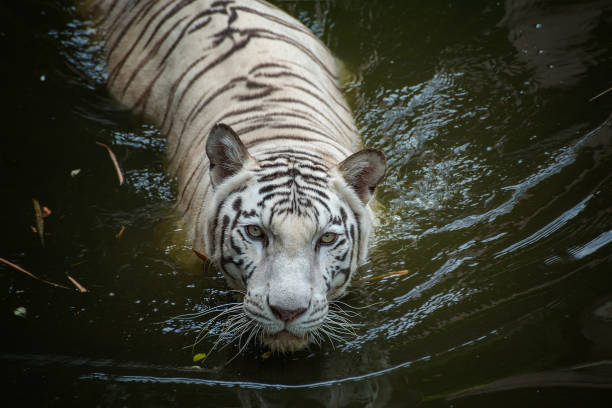 istock Bengal tigers in their environment 1280029945