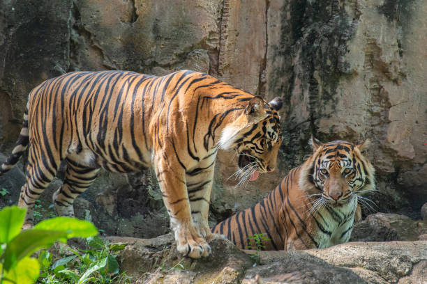 istock Bengal tigers in their environment 1280029951