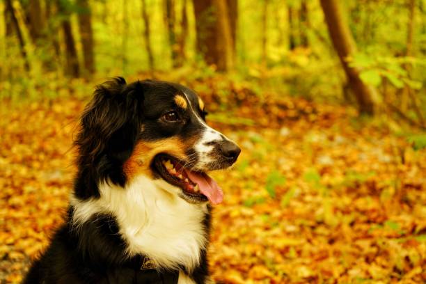istock A dog is sitting on the leaves 1280030128