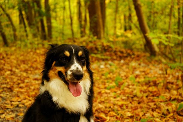 istock A dog is sitting on the leaves 1280030134
