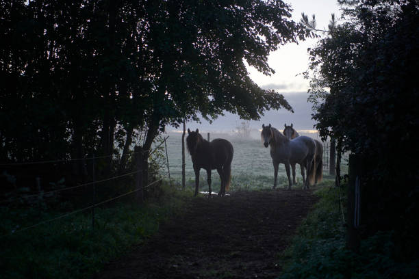 Trees surrounding three horses standing in the morning mist like silhouettes
