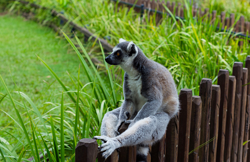 Lemur sitting on a fence. \nChilling Lemur. Queensland. Australia