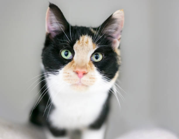 istock A Calico shorthair kitten looking at the camera 1280034037
