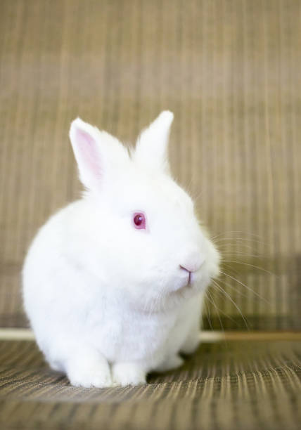 istock A small white albino Dwarf Rabbit with red eyes 1280034068