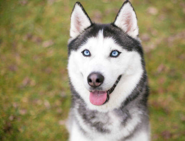 istock A Siberian Husky dog with blue eyes 1280034208