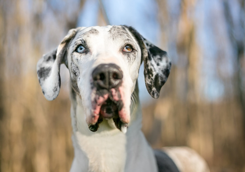 A Harlequin Great Dane dog with heterochromia, one blue eye and one brown eye