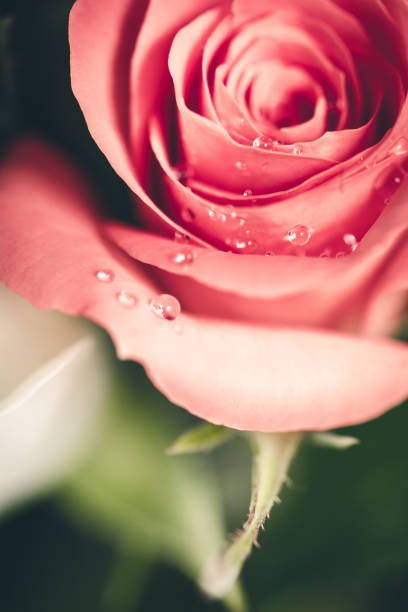Detailed close up of a beautiful pink rose covered in morning dew